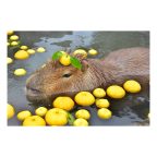 68_capybara_foto